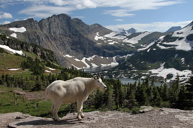 Montana Lease Agreements: A 2024 Guide