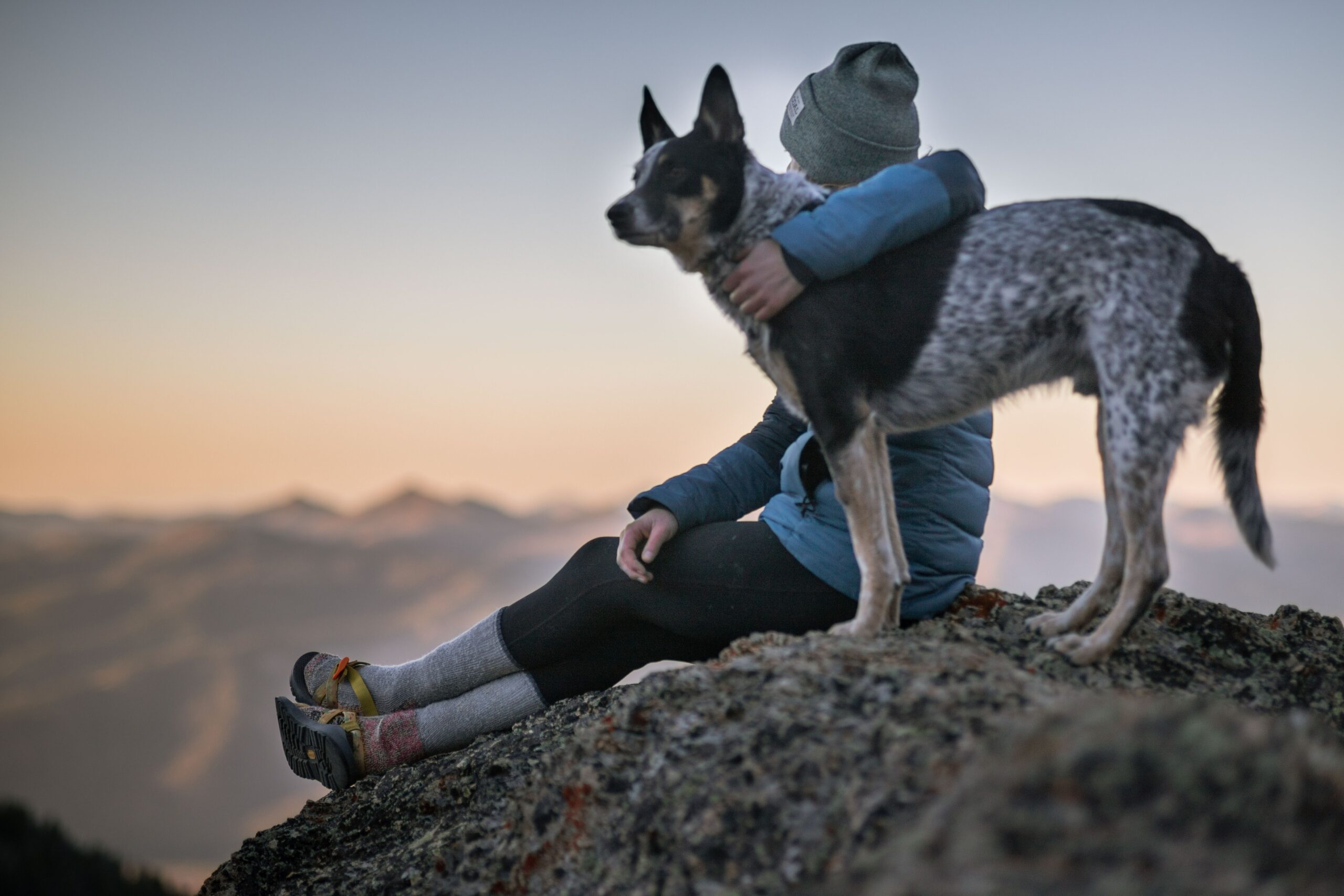 Pet Screening – What is it and Why is It Important?