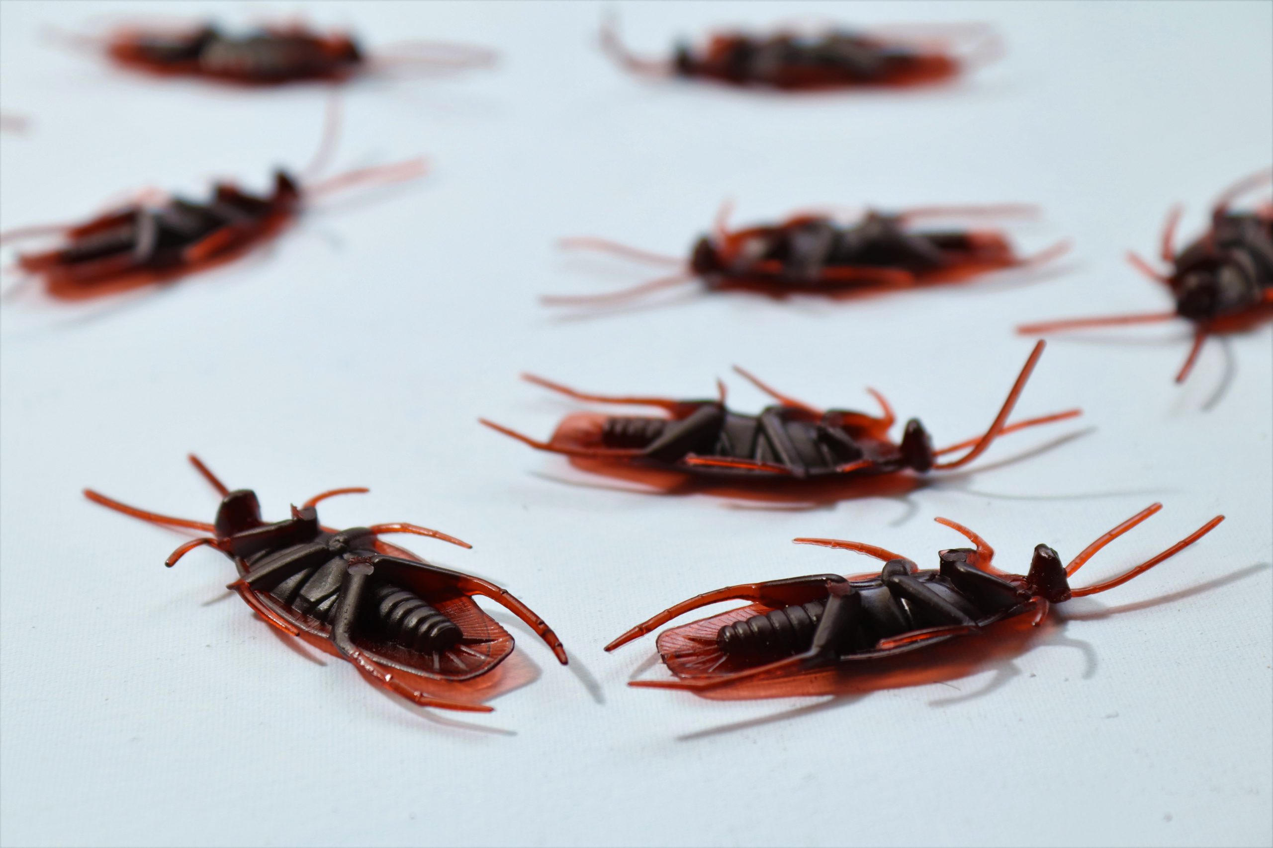Are Landlords Responsible for Pest Control?